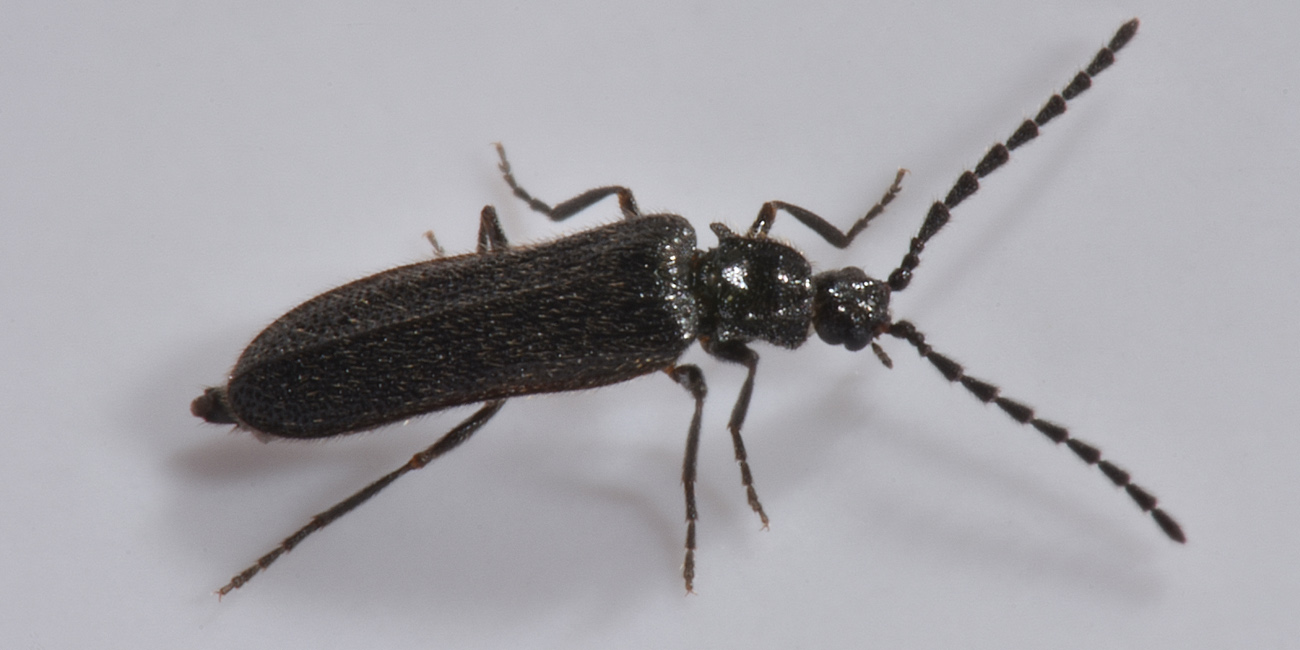 Omalisidae:  Phaeopterus sp.?  Phaeopterus unicolor, maschio